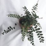 Button Fern 13cm