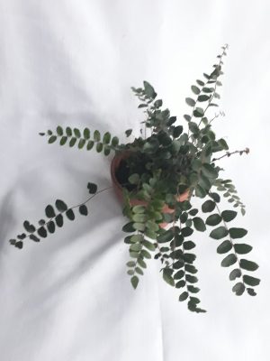 Button Fern 13cm