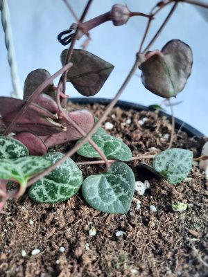 Ceropegia 21cm hanging basket (String of hearts)