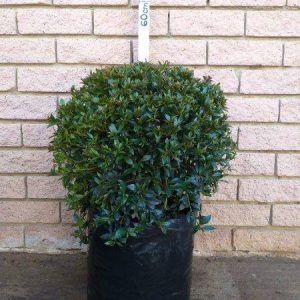 20L_Syzygium_globulus_Ball.jpg Syzygium Globulus 20lt Ball