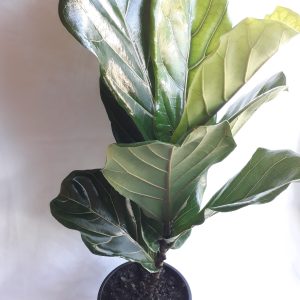 20cm-ficus-lyrata.jpg Ficus Lyrata 20cm Pot (fiddle leaf fig)