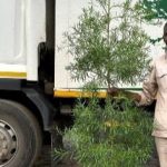 Afrocarpus Falcatus 20lt