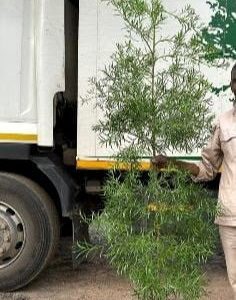 20litre-Afrocarpus-falcatus.jpg Afrocarpus Falcatus 20lt