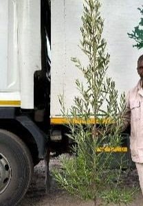 20litre-Kiggelaria-africana.jpg Kiggelaria Africana (Wild Peach) Tree 20lt