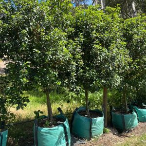 Viburnum Tinus Lucidum Lollipop 250lt