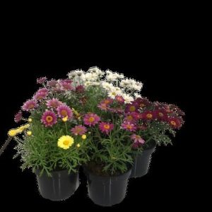 ARGYRANTHEMUM-ASSORTED-14CM-.jpg Argyranthemum Assorted 14cm Pot