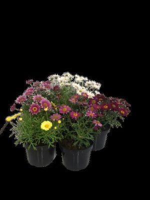 ARGYRANTHEMUM-ASSORTED-14CM-.jpg Argyranthemum Assorted 14cm Pot