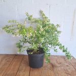 Abelia Francis Mason 21cm Pot