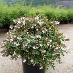 Abelia Grandiflora 10lt Ball