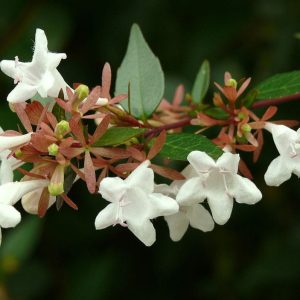 Abelia-Grandiflora-12cm-Pot.jpg Abelia Grandiflora 12cm Pot