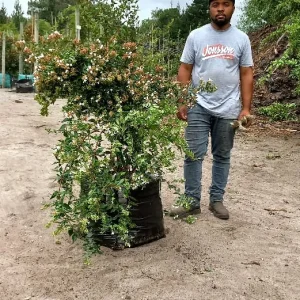 Abelia-grandiflora-70lt-G.webp Abelia Grandiflora 70lt