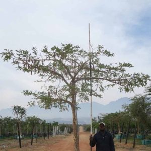 Acacia Sieberiana (Paperbark) 400lt