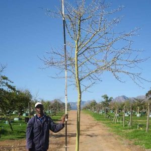 Acacia-xanthophloea-syn.-Vachellia-xanthophloea-Fever-Tree-2.jpg Vachellia Xanthophloea 400lt