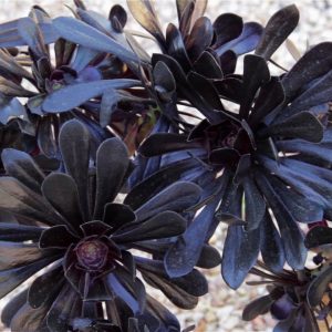 Aeonium Black 4lt