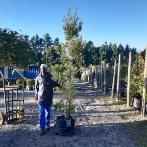 Afrocarpus-falcatus-70lt-G.webp Afrocarpus Falcatus 70lt