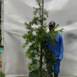 Afrocarpus-latifolius-70lt-RH-1.webp Afrocarpus Latifolius 70lt