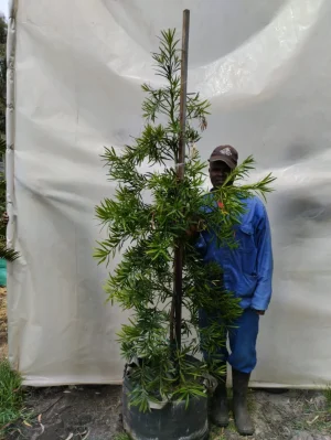 Afrocarpus-latifolius-70lt-RH-1.webp Afrocarpus Latifolius 70lt