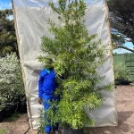 Afrocarpus-latifolius-70lt-RH.webp Afrocarpus Latifolius 70lt