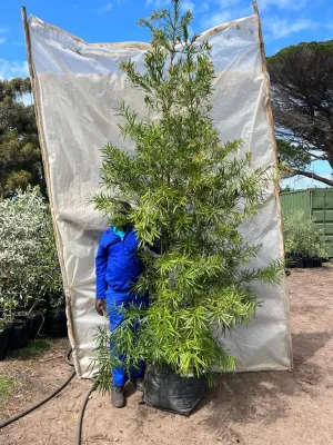 Afrocarpus-latifolius-70lt-RH.webp Afrocarpus Latifolius 70lt