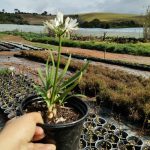 Agapantha Dwarf White 17cm Pot