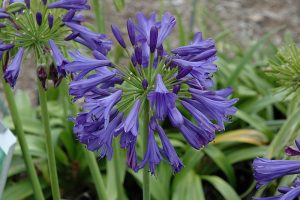 Agapanthus-Blue-Bayou-1.jpg Agapanthus 'Blue Bayou' 15cm Pot