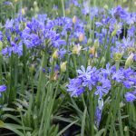 Agapanthus 'Charlotte' 15cm Pot