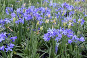 Agapanthus 'Charlotte' 15cm Pot