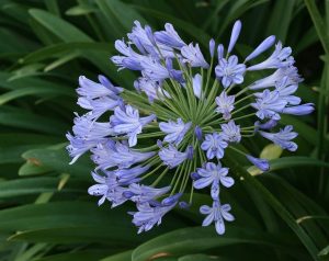 Agapanthus Praecox Blue 15cm Pot