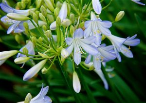 Agapanthus 'Silver Baby' 15cm Pot