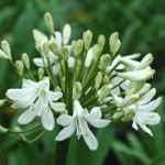 Agapanthus-Superior-White-12cm-Pot.png Agapanthus Superior White 12cm Pot