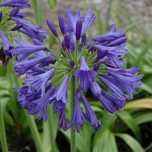 Agapanthus-blue-bayou.jpg Agapanthus 'Blue Bayou' 4lt