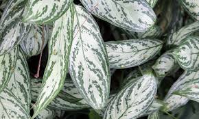Aglaonema Silver Queen 25cm Pot