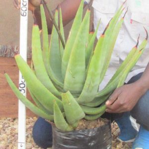 Aloe-Castanea-10lt.jpg Aloe Castanea 10lt