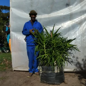 Aloe-arborescens-70lt-RH.webp Aloe Arborescens 70lt