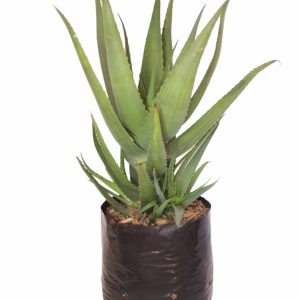 Aloe-arborescens-Green-Arboreta-10l.jpg Aloe Arborescens Green "Arboreta" 10lt