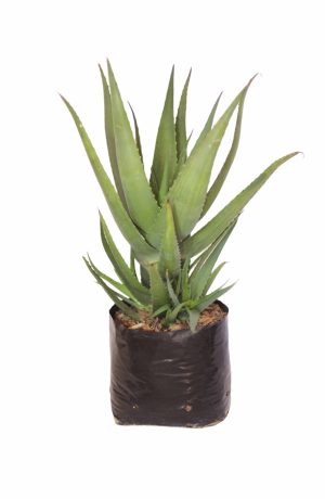 Aloe Arborescens Green "Arboreta" 10lt