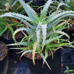 Aloe-arborescens-Grey-10l.jpg Aloe Arborescens Grey 10lt