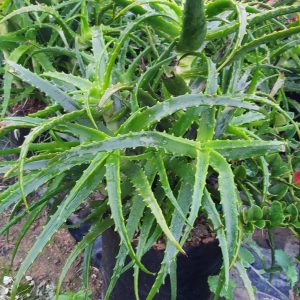 Aloe-arborescens-Le-Roux-10l.jpg Aloe Arborescens Le Roux 10lt