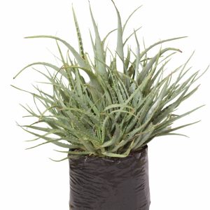 Aloe-arborescens-Matthews-10l.jpg Aloe Arborescens Matthews 10lt