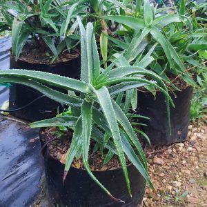 Aloe-striatula-10l.jpg Aloe Striatula 10lt