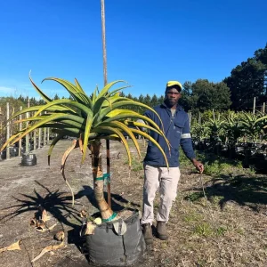 Aloe-thraskii-70lt-G.webp Aloe Thraskii 70lt