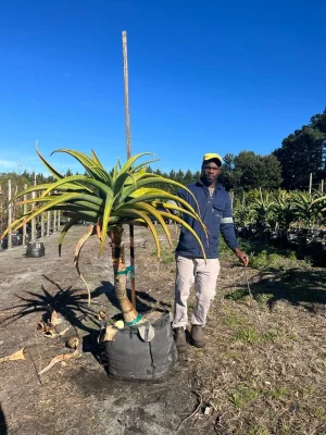 Aloe-thraskii-70lt-G.webp Aloe Thraskii 70lt