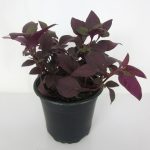 Alternanthera-Purple-Prince-1.jpg Alternanthera Purple Prince 12cm Pot