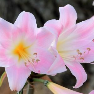 Amaryllis-Belladonna-1.jpg Amaryllis Belladonna 10lt