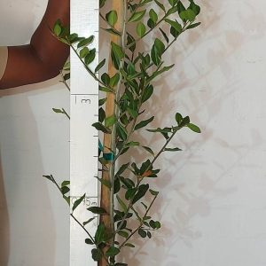 Apodytes-dimidiata.jpg Apodytes Dimidiata 20lt (Tree)
