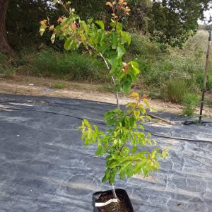Apricot Babeco 10lt