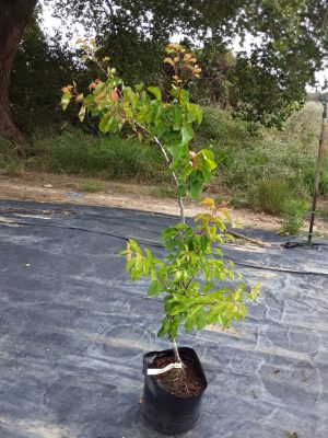 Apricot Babeco 10lt