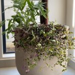 Astra Garden Pot