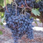 Grape Vine Autumn Royal 10lt