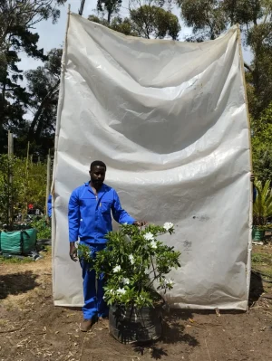 Azalea White 70lt